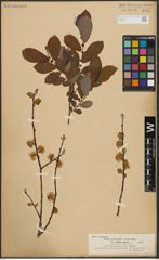 Foto von Salix aurita L.